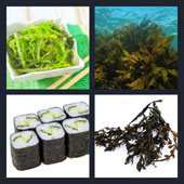  Seaweed 